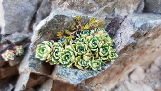 green suculent plant on brown rock
